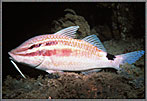 Goatfish In Nocturnal Colors