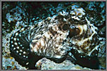 Octopus On Coral