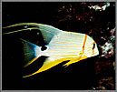 Sailfin Snapper Symphorichthys