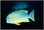 Sailfin Snapper Adult