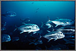 School Of Aggressive Jacks