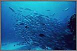 School Of Jacks Rising
