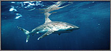 Silvertip Shark At Surface