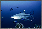 Silvertip Shark Shoots In