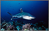 Silvertip Shark Streaks In