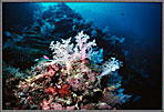 Soft Corals Everywhere