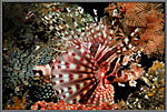 WS Lionfish Flared