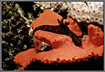 WSNudibranchOnOrangSponge