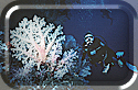 Divers amid incredible soft corals.