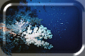 A crowded wallof soft corals - Dendronephthya.