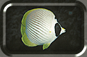 Panda Butterflyfish / Chaetodon Adieroastos