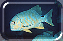 Sailfin Snapper watching Camera!