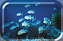 School of Sailfin Snappers!