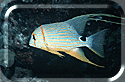 Sailfin Snapper / Symphorichthys Spilurus