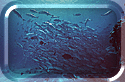 School of Jacks - Caranx Sexfasciatus
