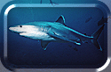 Silvertip at old fashing feed (on the reef)!