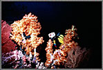 Diver With Deep Water Flame Corals