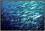 Huge School Of Barracuda