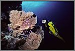 Jessica With Huge Fan And Purple Anthias