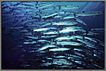 Schooling Barracuda