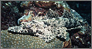 SolCrocodilefish