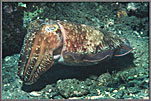 SolCuttlefishWatchesCautiously