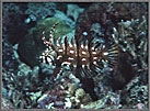 SolJuvenileWrasse