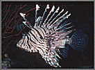 SolLionfishPteroisFlared