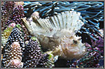 SolSailfinLeafFish