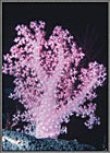 SolSoftCoralColonyInPink
