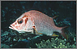 SolSquirrelfishPoses