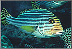 SolStripedGruntCompletelyUnperturbed
