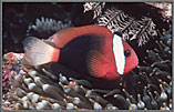 SolTomatoClownfish