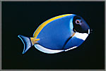 Blue Tang Fish