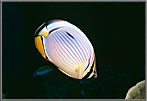 Chaetodon aka Trifasciata