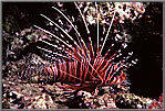 Flamboyat Lionfish