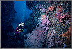 Jessica in Canyon with Corals
