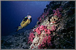 Coral Walls and Jessica