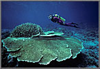 Jessica with Large Coral Formations.