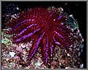 Purple Crown Of Thorns Starfish
