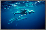Mother Humpback And Calf 2