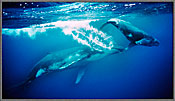 Mother Humpback And Calf 3