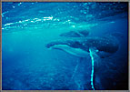 Mother Humpback And Calf 4