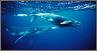 Mother Humpback And Calf 5