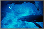 Mother Humpback And Calf 6