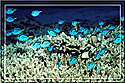 Blue Tangs hover above sheltering coral