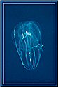 Serine Box Jellyfish in open water