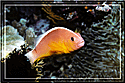 Clownfish A. Perideriaon