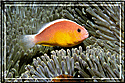 Color variant of a Perideriaon