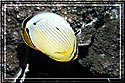 Disc Butterflyfish peeking in